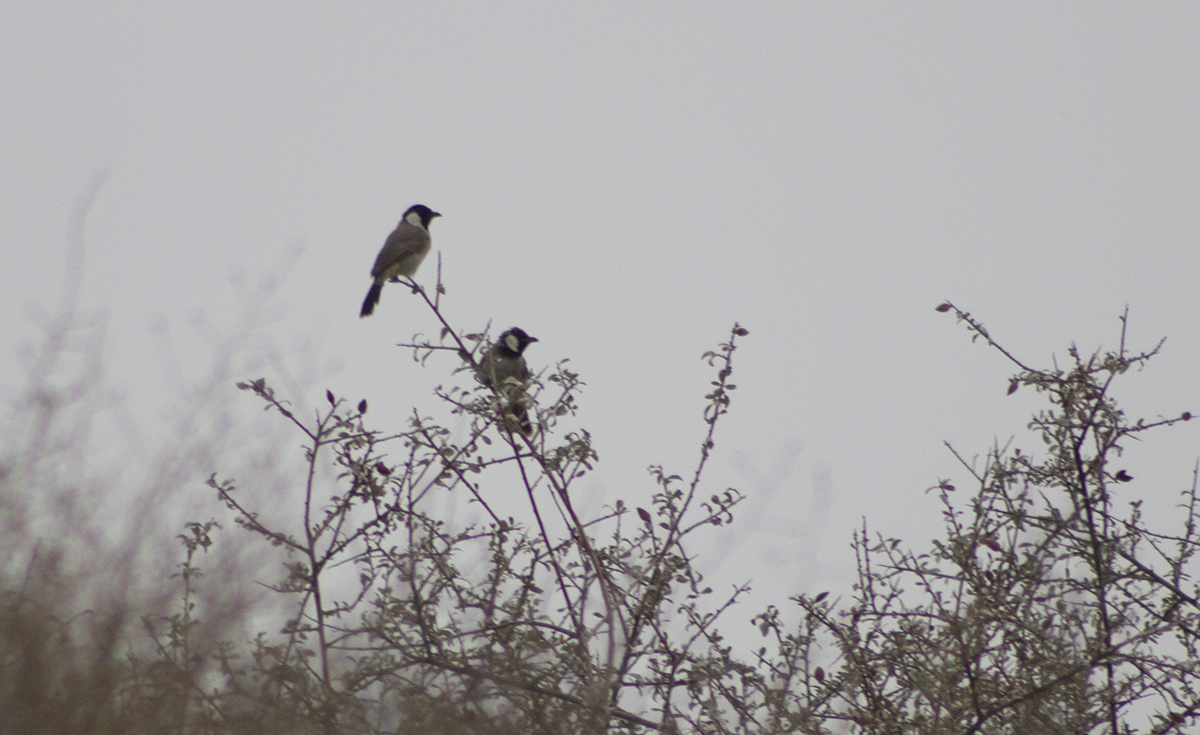 White-eared Bulbul